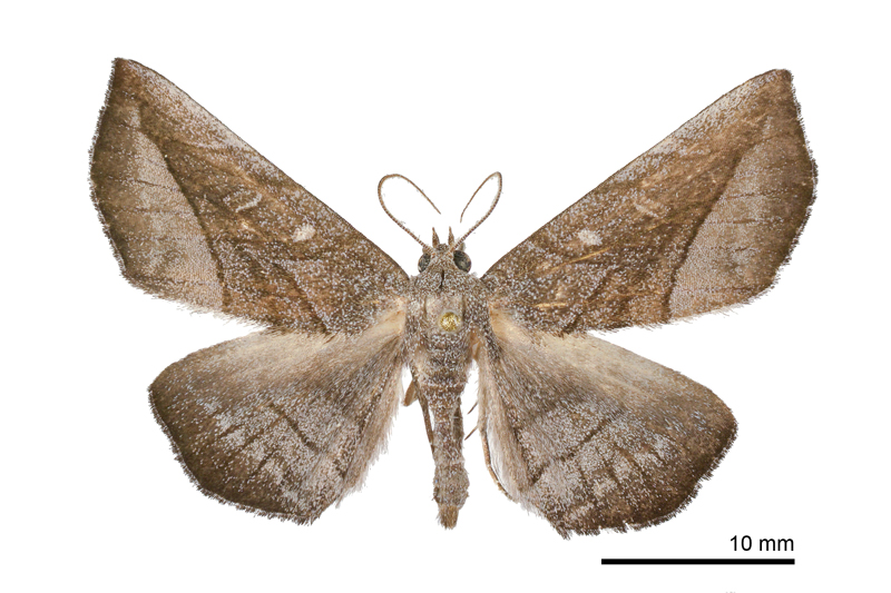 Arytrurides inornatus Male